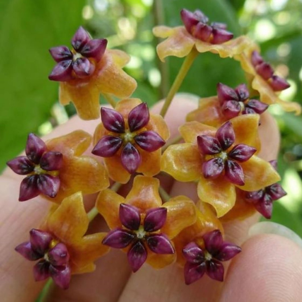 Hoya 'Timor' – Pot 10.5 cm – Image 2
