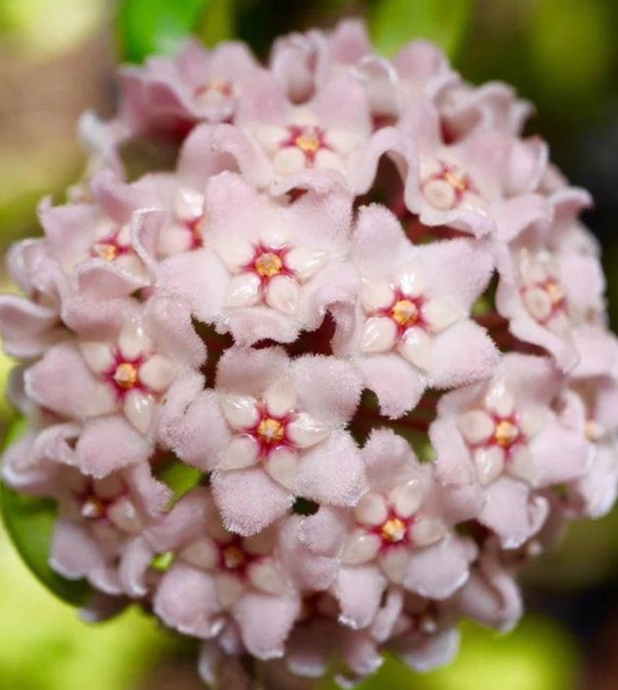 Hoya Carnosa Compacta – Image 3