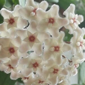 Hoya Chouke