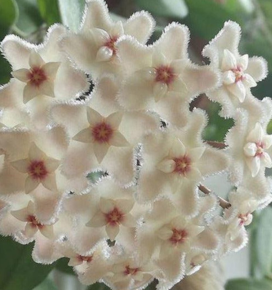 Hoya Chouke – Image 2