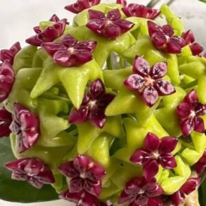 Hoya cinnamomifolia – Pot 10.5 cm