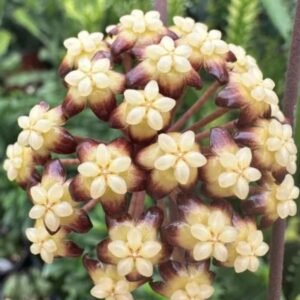 Hoya clemensiorum SHORT LEAF – Pot 10.5 cm