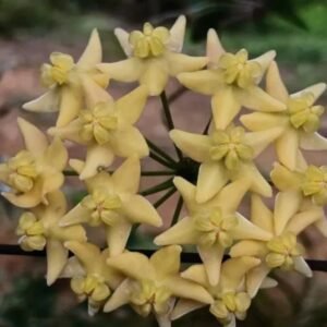 Hoya hypolasia – Pot 8 cm