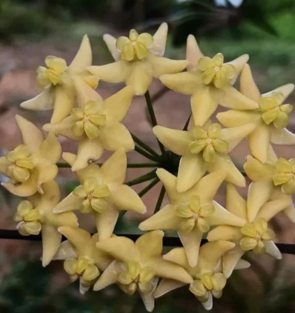 Hoya hypolasia – Pot 8 cm – Image 3