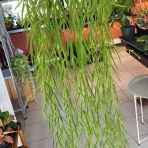 Hoya linearis – Pot 14 cm