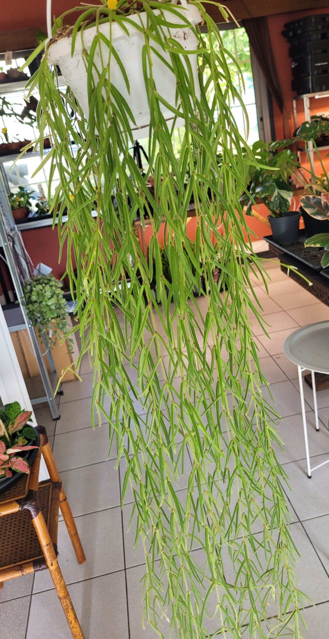 Hoya linearis – Pot 14 cm