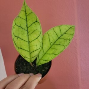 Hoya callistophylla &lsquo;KAL 16&rsquo; – Pot 8 cm