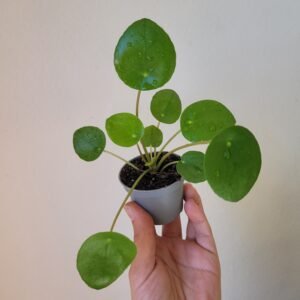 Pilea peperomioides – Pot 6 cm