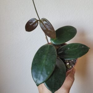 Hoya SP &lsquo;Timor&rsquo; – Pot 10.5 cm