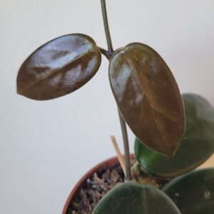 Hoya SP &lsquo;Timor&rsquo; – Pot 10.5 cm