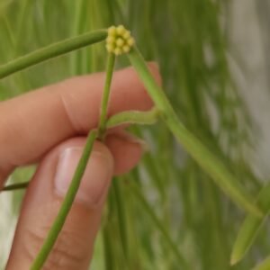 Hoya linearis – Pot 14 cm