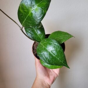 Hoya verticillata &lsquo;Lampung&rsquo; – Pot 10.5 cm
