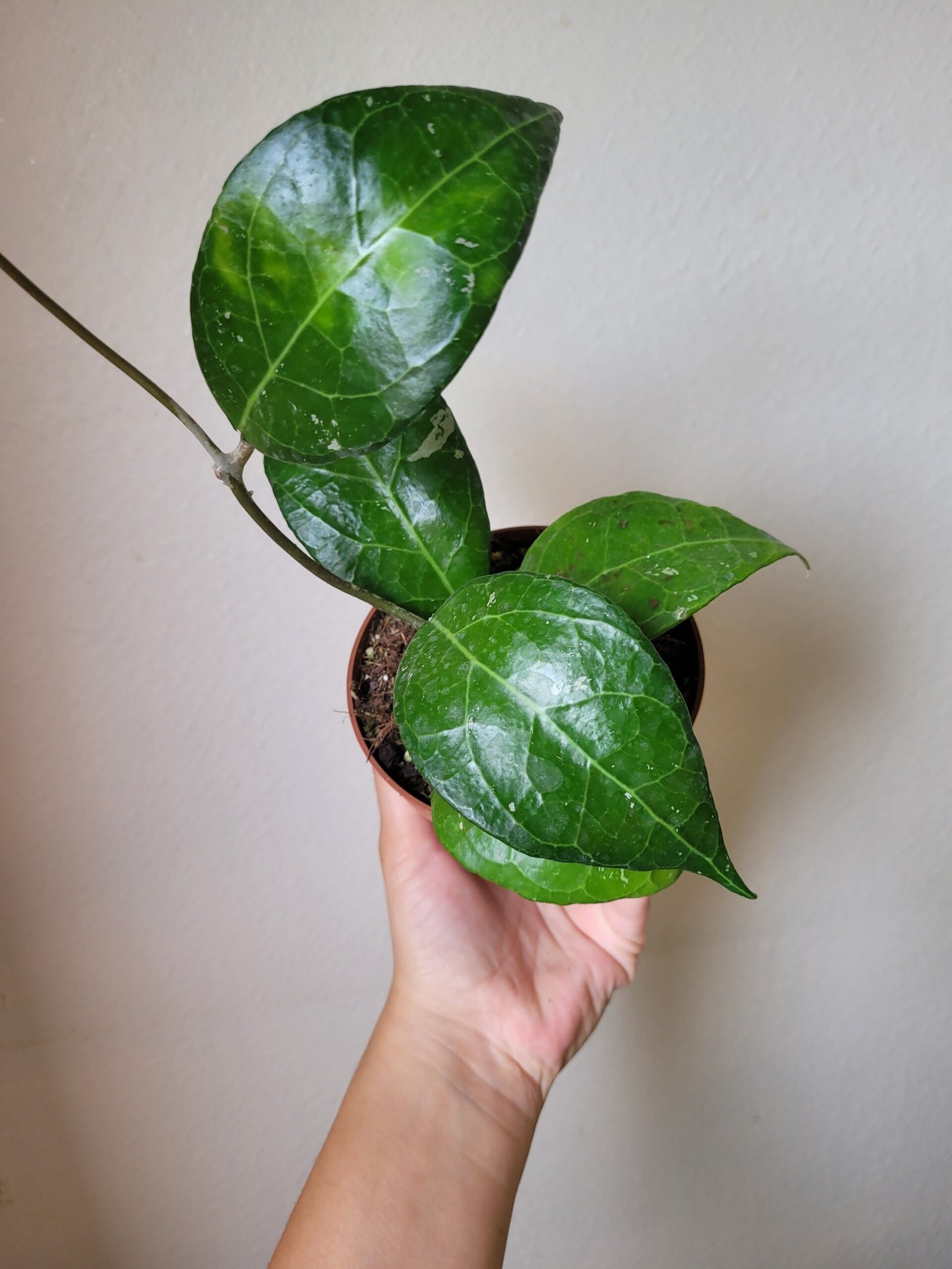 Hoya verticillata 'Lampung' – Pot 10.5 cm