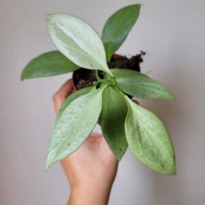 Hoya nicholsoniae &lsquo;New Guinea Ghost&rsquo; – Pot 8 cm
