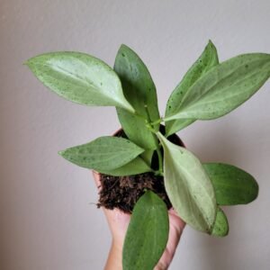 Hoya nicholsoniae &lsquo;New Guinea Ghost&rsquo; – Pot 8 cm