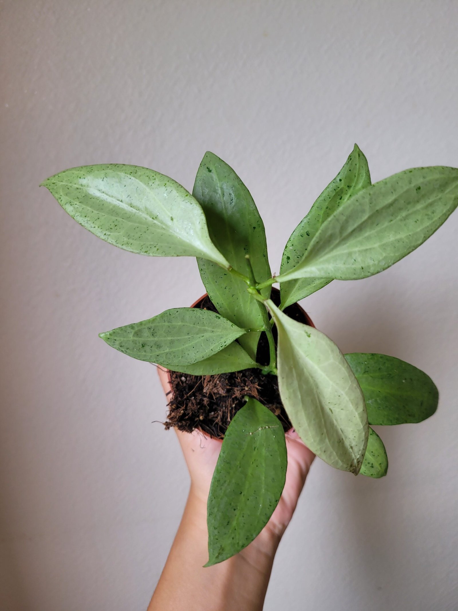 Hoya nicholsoniae 'New Guinea Ghost' – Pot 8 cm – Image 2
