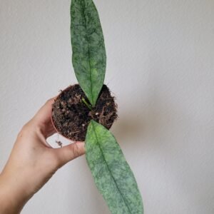 Hoya multiflora &lsquo;Silver Splash&rsquo; – Pot 8 cm