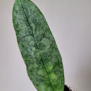 Hoya multiflora &lsquo;Silver Splash&rsquo; – Pot 8 cm