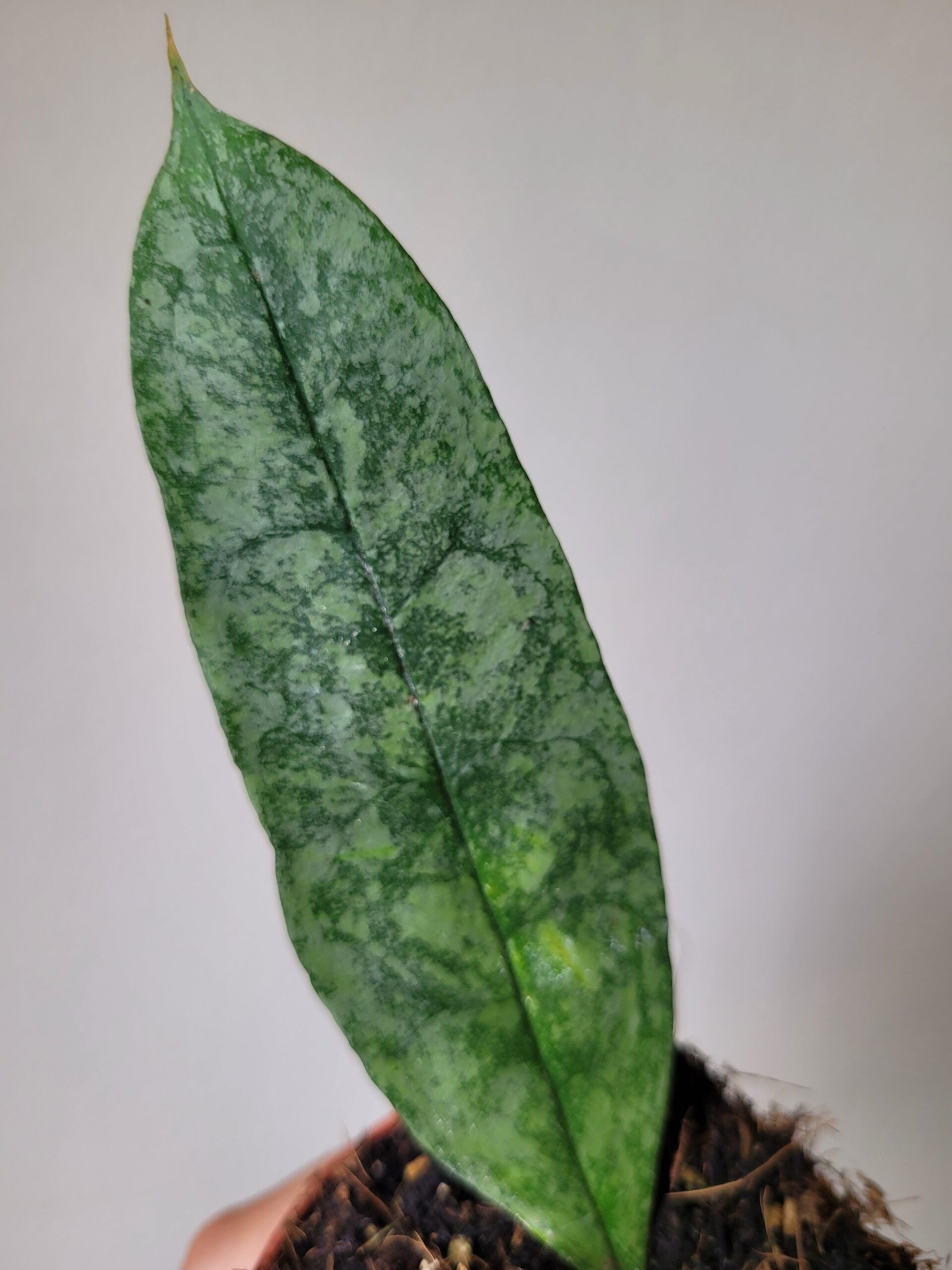 Hoya multiflora 'Silver Splash' – Pot 8 cm – Image 2