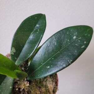 Hoya carnosa &lsquo;Stardust&rsquo; – Pot 10.5 cm