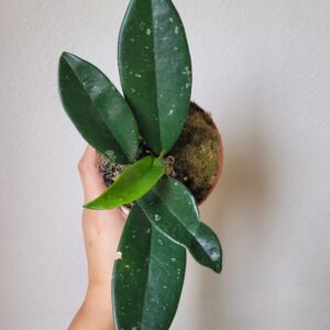 Hoya carnosa &lsquo;Stardust&rsquo; – Pot 10.5 cm
