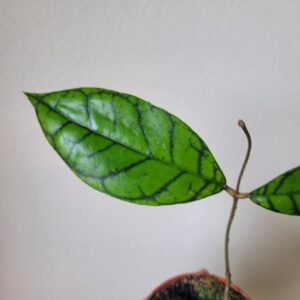 Hoya callistophylla &lsquo;KAL 16&rsquo; – Pot 8 cm