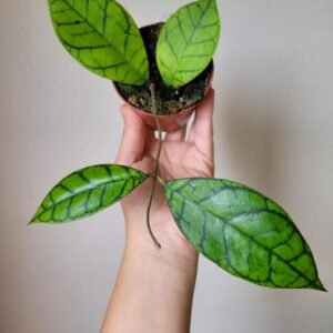 Hoya callistophylla &lsquo;KAL 16&rsquo; – Pot 8 cm
