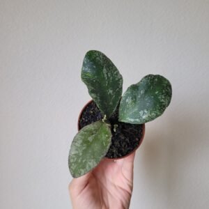 Hoya waymaniae &lsquo;Kapuas&rsquo; – Pot 8 cm