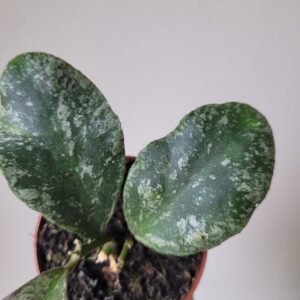 Hoya waymaniae &lsquo;Kapuas&rsquo; – Pot 8 cm