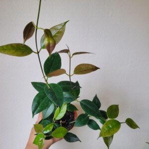 Hoya paziae – Pot 10.5 cm