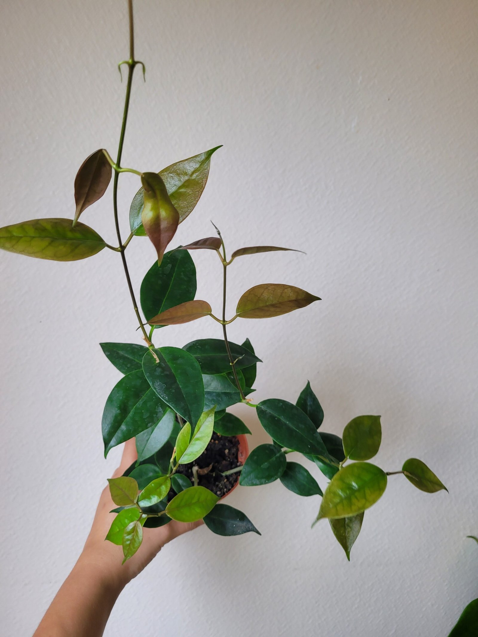 Hoya paziae – Pot 10.5 cm – Image 2