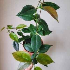 Hoya paziae – Pot 10.5 cm