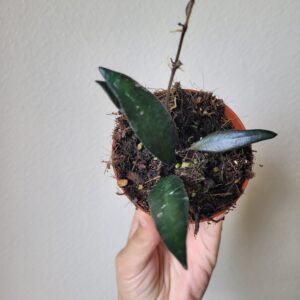 Hoya &lsquo;Red Moon&rsquo; – Pot 8 cm