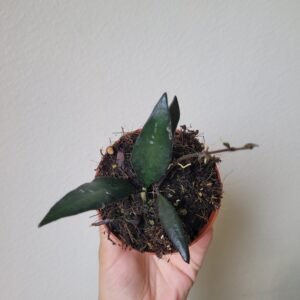 Hoya &lsquo;Red Moon&rsquo; – Pot 8 cm