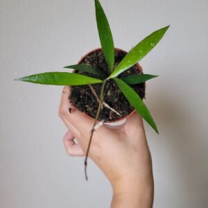 Hoya hypolasia – Pot 8 cm