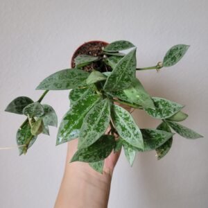 Hoya lacunosa &lsquo;Snow Leopard&rsquo; – Pot 6 cm