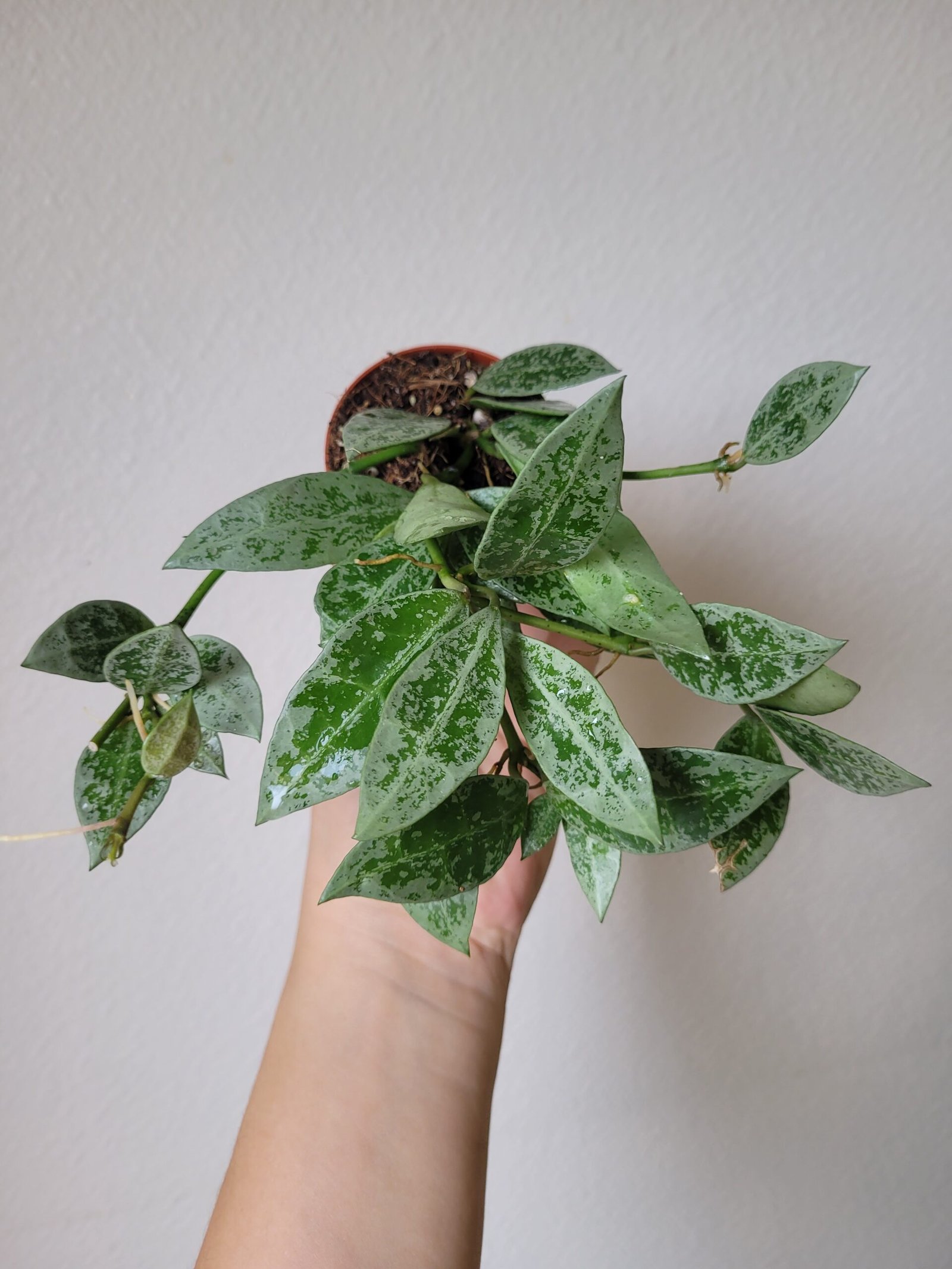 Hoya lacunosa 'Snow Leopard' – Pot 6 cm – Image 2