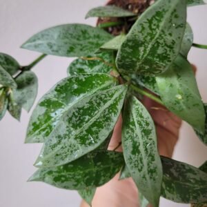 Hoya lacunosa &lsquo;Snow Leopard&rsquo; – Pot 6 cm