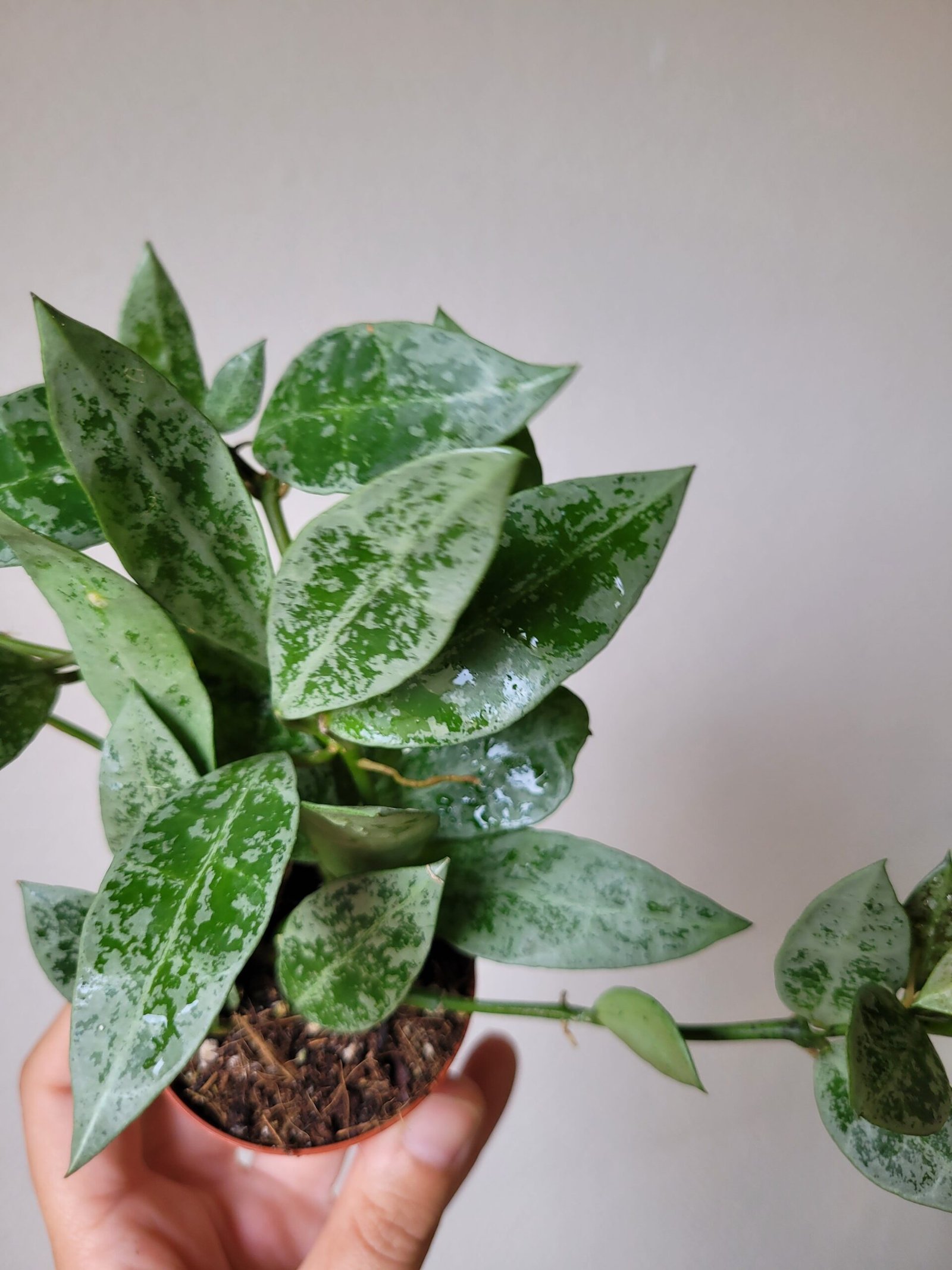 Hoya lacunosa 'Snow Leopard' – Pot 6 cm – Image 3