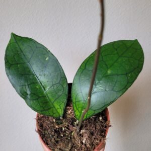 Hoya clemensiorum SHORT LEAF – Pot 10.5 cm