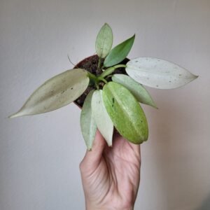 Philodendron FLORIDA GHOST – Pot 8 cm