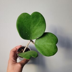 Hoya Kerrii – D6cm