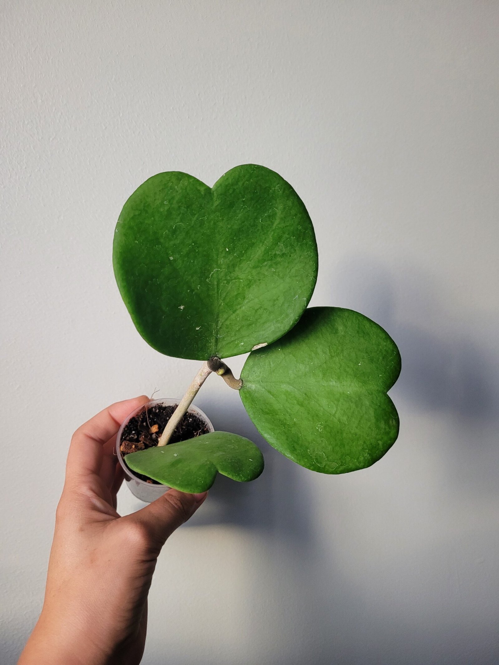 Hoya Kerrii - D6cm