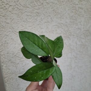 Hoya Carnosa – pot 6cm