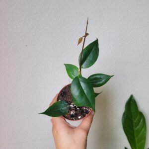 Hoya Paziae – Pot 8cm