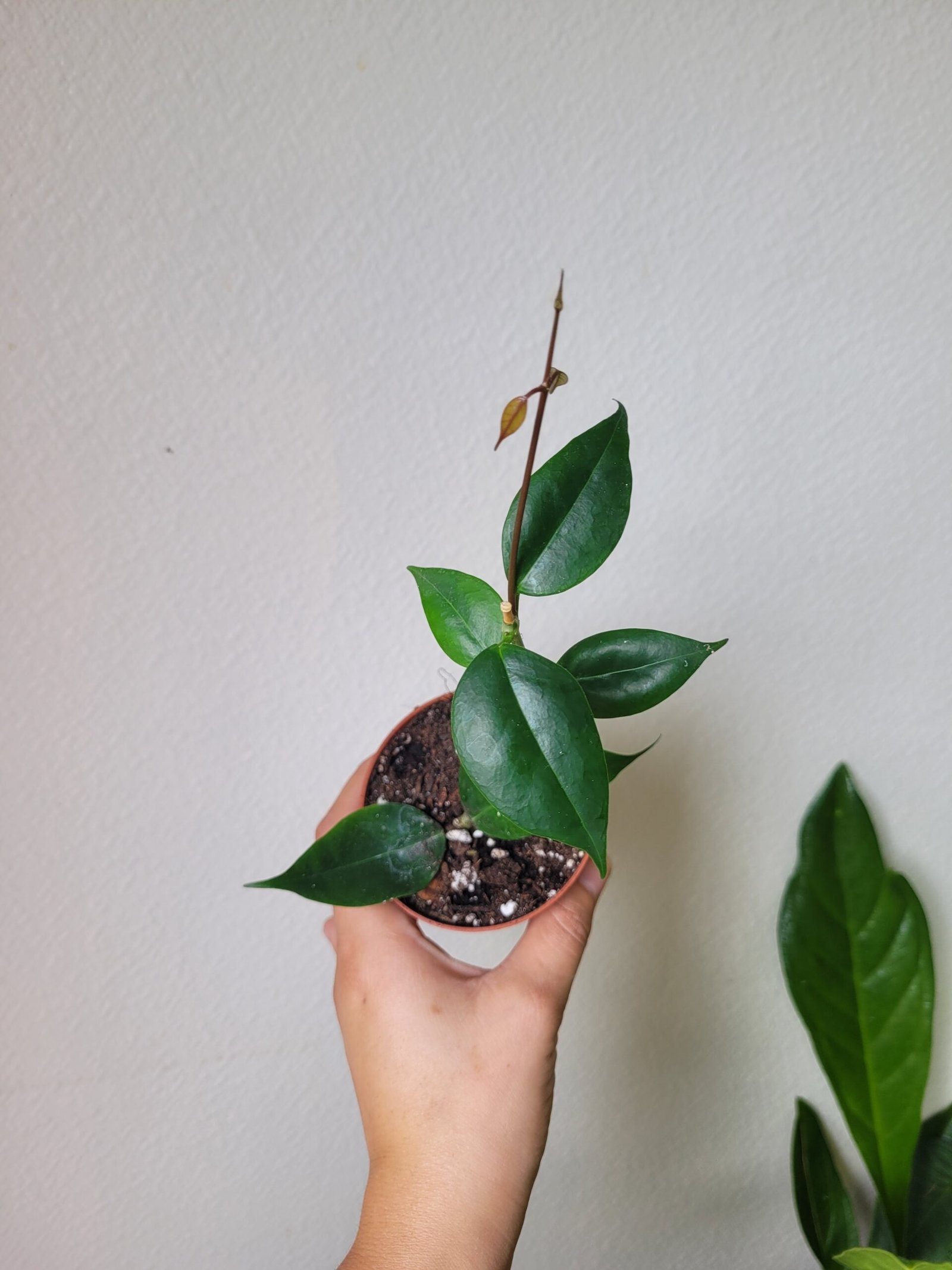 Hoya Paziae - Pot 8cm – Image 2