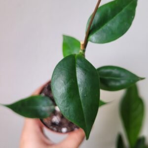 Hoya Paziae – Pot 8cm