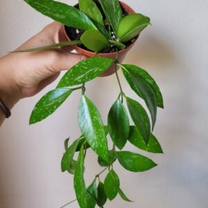 Hoya Memoria – D8cm