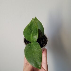 Hoya Sunrise – D6