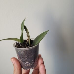 Hoya Sunrise – D6